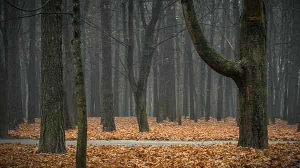 Colores de finales de otoño. hojas secas caídas cubren completamente el suelo en un nebuloso parque matutino con árboles desnudos y una estrecha carretera desierta — Foto de Stock