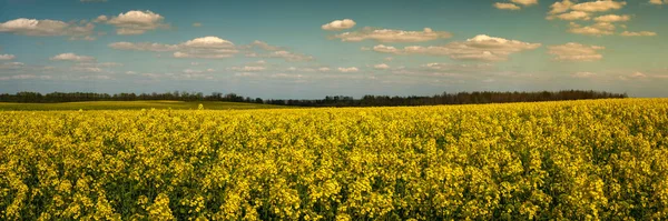 Szeroki Panoramiczny Widok Kwitnące Pole Rzepaku Pod Zachmurzonym Niebem Ciepłym — Zdjęcie stockowe