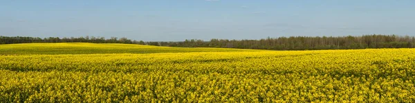 Malebný Široký Panoramatický Výhled Kvetoucí Řepkové Pole Pod Zataženou Oblohou — Stock fotografie