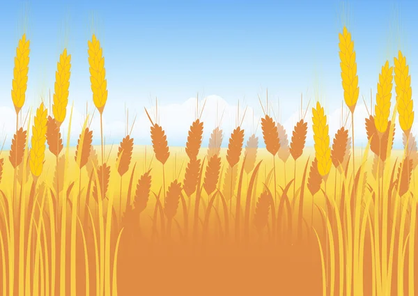 Пшеничне поле на фоні блакитного неба — стоковий вектор