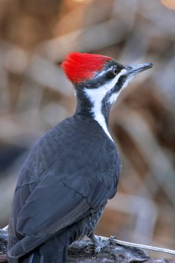 Close up of Pileated Woodpecker on tree trunk. clipart