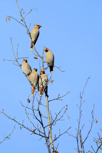 Bohemian Waxwing Birds, rebanho sentado juntos na árvore  . — Fotografia de Stock