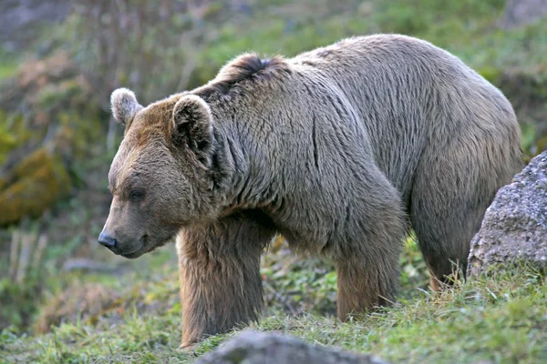 Oso marrón caminando en el prado, de cerca — Foto de Stock