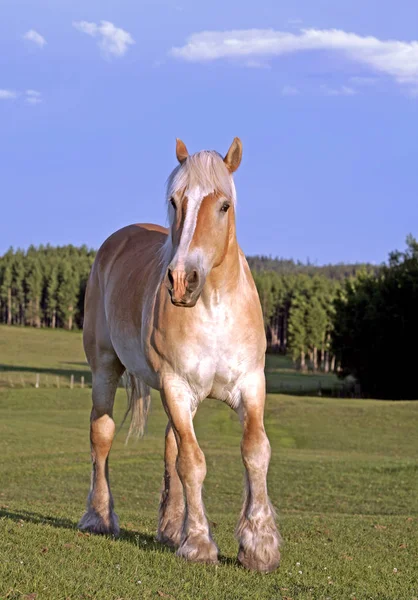 Belo projecto de Bélgica Cavalo em pé no pasto de verão . — Fotografia de Stock