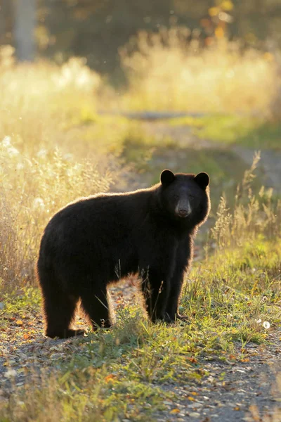 Ours noir se promenant le long de la route rurale . — Photo