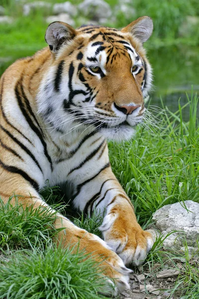 Gyönyörű bengáli tigris portré a fűben keres. — Stock Fotó