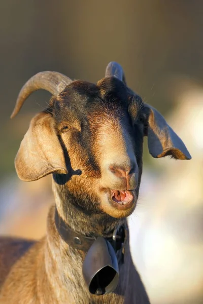 Head of Nubian Goat calling. — Stock Photo, Image