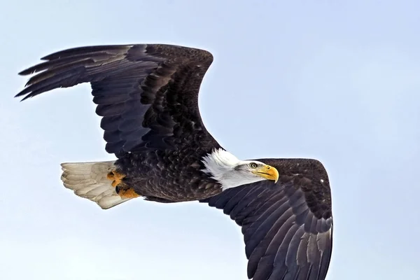 American Bald orła inf lotu, zbliżenie — Zdjęcie stockowe