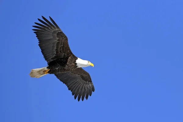 Bald eagle soaring in blue sky. — ストック写真