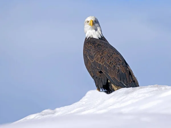 Águia careca sentada na neve, céu azul ensolarado . — Fotografia de Stock