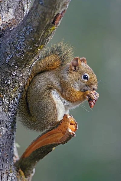 Ardilla roja en tee, alimentándose de semillas de cono de abeto . — Foto de Stock