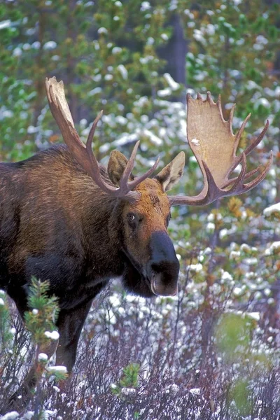 Grote Stier Moose in de winter bos, kijken. — Stockfoto
