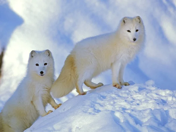 Par de raposas árticas juntas na colina de neve, observando, alerta . — Fotografia de Stock