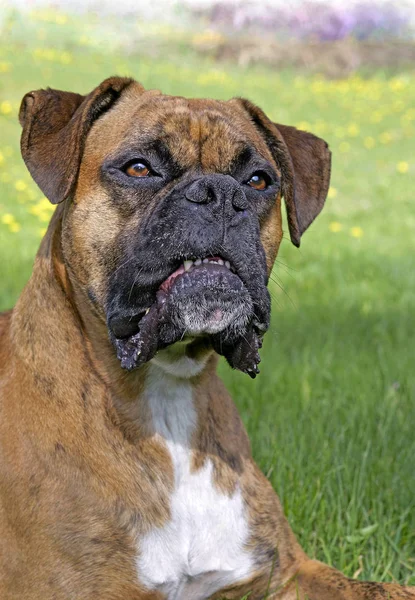 Duits bokser hond portret . — Stockfoto