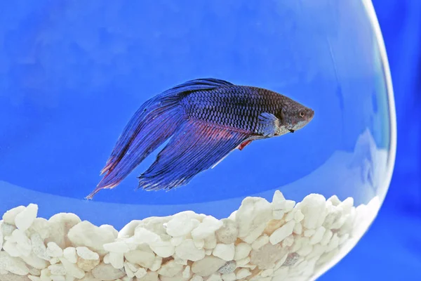 Poisson de combat siamois ou Betta dans un bol en verre d'eau bleue — Photo