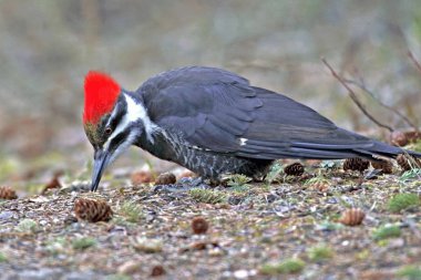 Pileated Woodpecker feeding ants. clipart