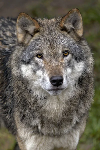 Closeup portrait of an eurasian Red Wolf