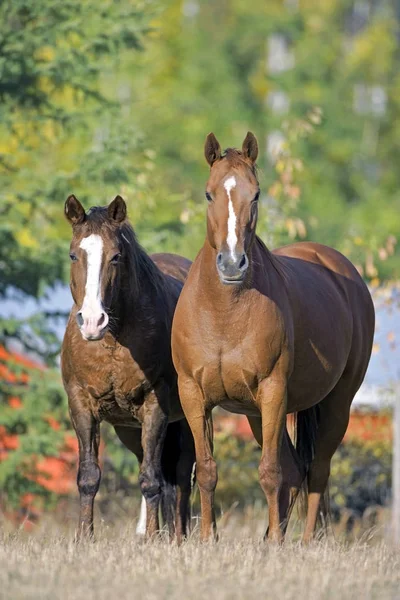 Two Horses Thoroughbred and Quarter Horse together at pasture.