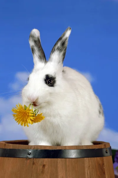 White domestic Rabbit sitting on barrel  eating dandelion flowers. — Stock Photo, Image