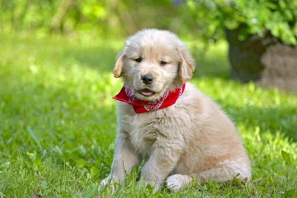 Golden Retriever kiskutya, néhány hét, kint ül a zöld fűben — Stock Fotó