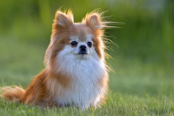 Portrait of Pomeranian Dog  in green grass setting. — Stock Photo, Image