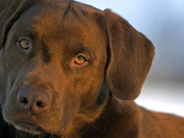 Close-up Portret van chocolade Labrador Retriever — Stockfoto