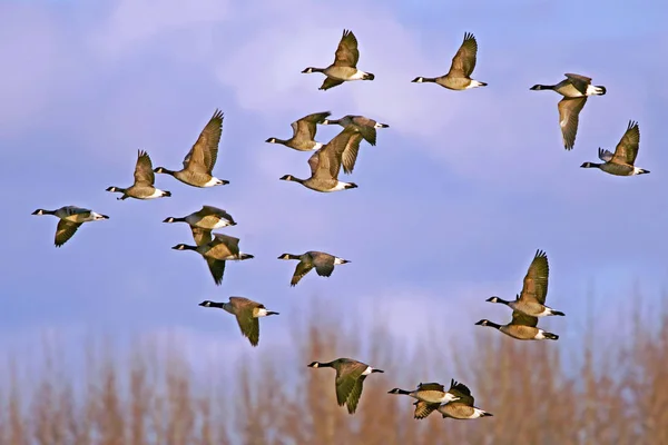 Flock Canada Geese Flight Spring Migration — Stock Photo, Image