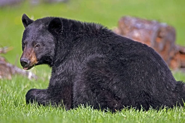 Duży czarny niedźwiedź na łące, wygląda na zainteresowanego. — Zdjęcie stockowe