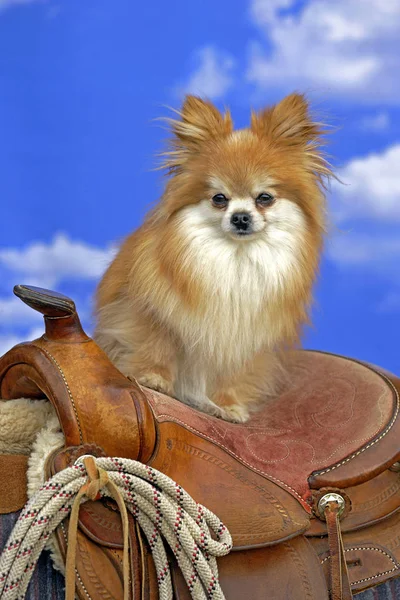 Cane Pomerania seduto sulla sella occidentale del cavallo . — Foto Stock