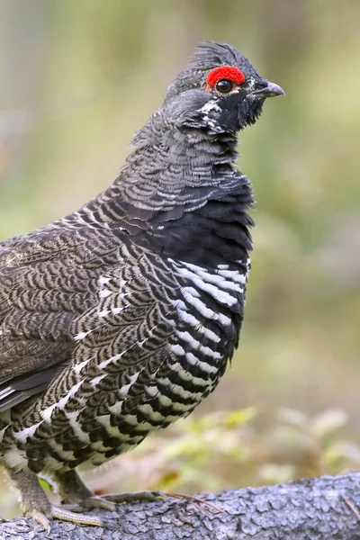 Portrait of an alert Spruce Grouse i n the forest.
