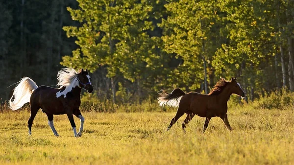 Dwa konie Pinto i Bay biegną na jesiennej łące — Zdjęcie stockowe