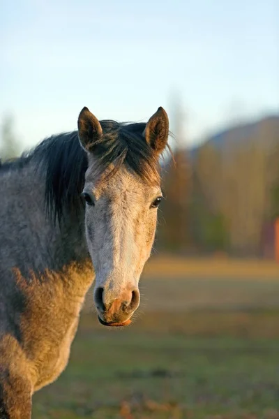 Caballo árabe de manzana gris, retrato en el pasto de otoño . —  Fotos de Stock