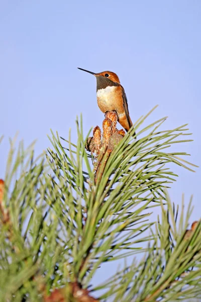 Rufus Hummingbird no topo do pinheiro anão, protegendo o território . — Fotografia de Stock