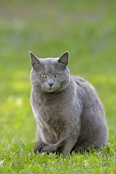 灰猫美丽的黄色眼睛坐在草地上，看着 — 图库照片
