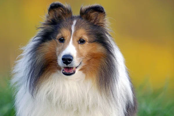 Portrait of beautiful groomed Shetland Sheepdog in autumn meadow. — Stock Photo, Image