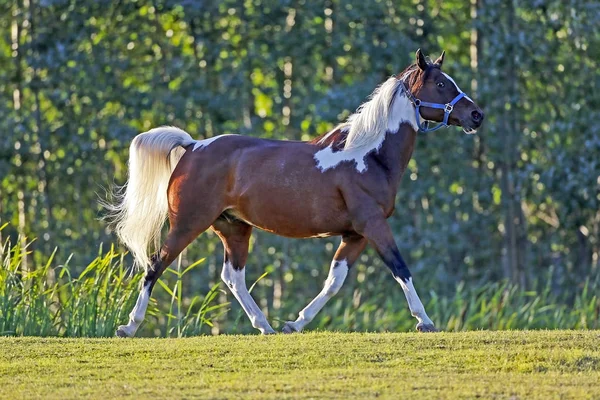 Gyönyörű Pinto Arabian Gelding ügetett a réten. — Stock Fotó