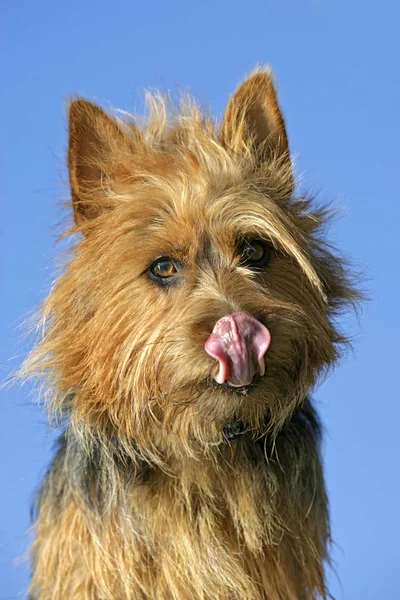 Australian Terrier Leccarsi Naso Guardare Ritratto Vicino Contro Cielo Blu — Foto Stock