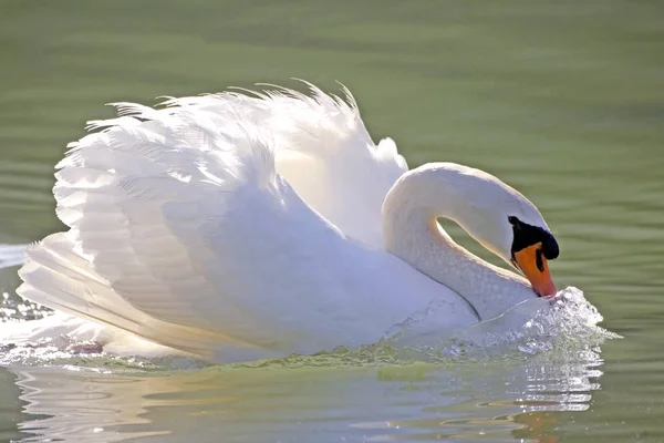 Ztlumit Swan plavání v jezeře, portrét zblízka — Stock fotografie