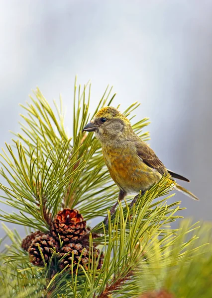 Crossbill vermelho fêmea Songbird empoleirado em pinheiros . — Fotografia de Stock