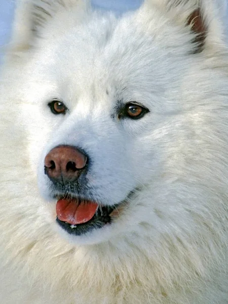 Primer plano plano de la cabeza del hermoso perro Samojede . — Foto de Stock