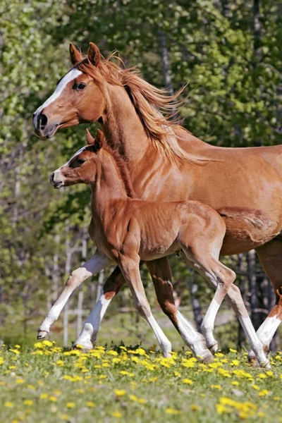 Marronnier Arabe jument et poulain courir ensemble . — Photo