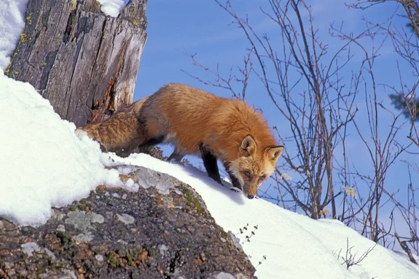 Zorro Rojo en invierno en la ladera, buscando comida — Foto de Stock