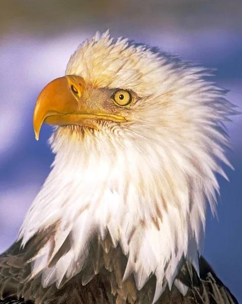 Portret głowy pięknego, dojrzałego orła łysego. — Zdjęcie stockowe