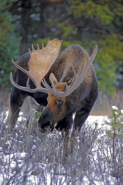 Bull Moose met grote geweien voeden aan de rand van het bos, close-up — Stockfoto