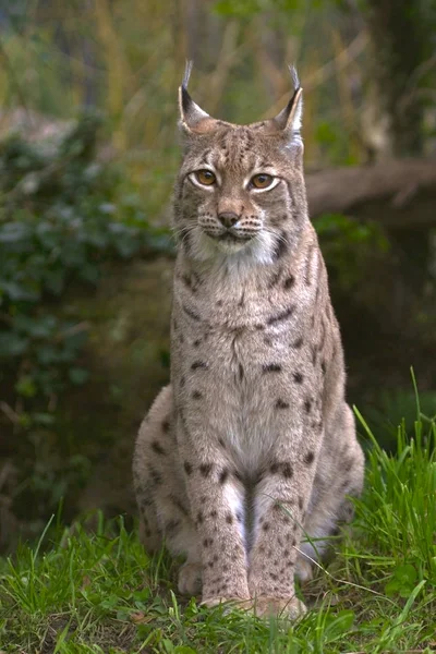 Portret van de prachtige Euraziatische Lynx, zitten, kijken geïnteresseerd. — Stockfoto