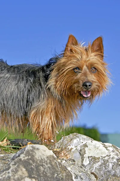 Ritratto di un Terrier australiano in piedi su una roccia, contro il cielo blu . — Foto Stock