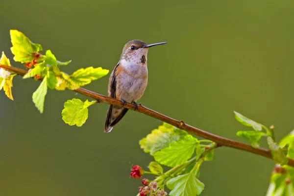 Rufus Hummingbird empoleirado em um galho, assistindo, fundo natural verde . — Fotografia de Stock