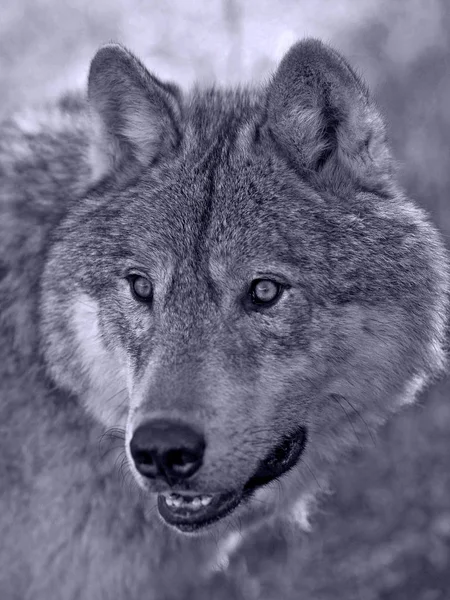 Krásný Wolf portrét v černé a bílé. — Stock fotografie
