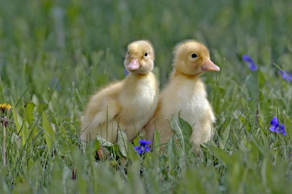 Two fluffy yellow Ducklings together in the grass.