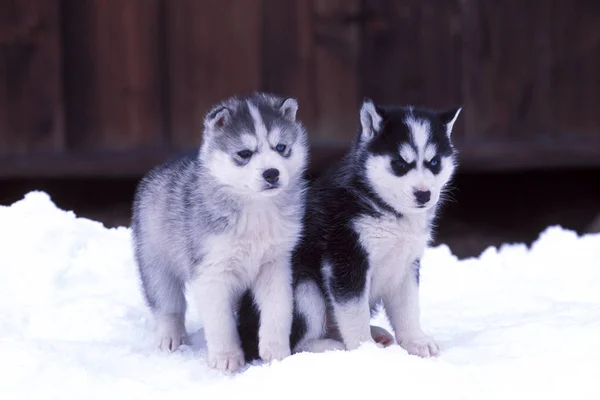 Karda seyreden iki şirin Husky yavrusu.. — Stok fotoğraf